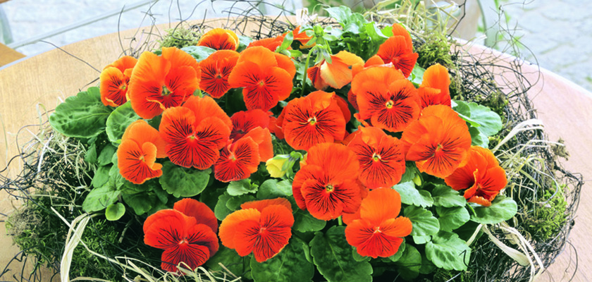 Viola wittrockiana F₁ Cats® Orange | Benary